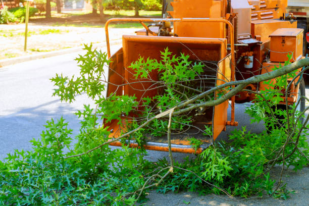 Best Best Tree Removal Services  in Murphys, CA